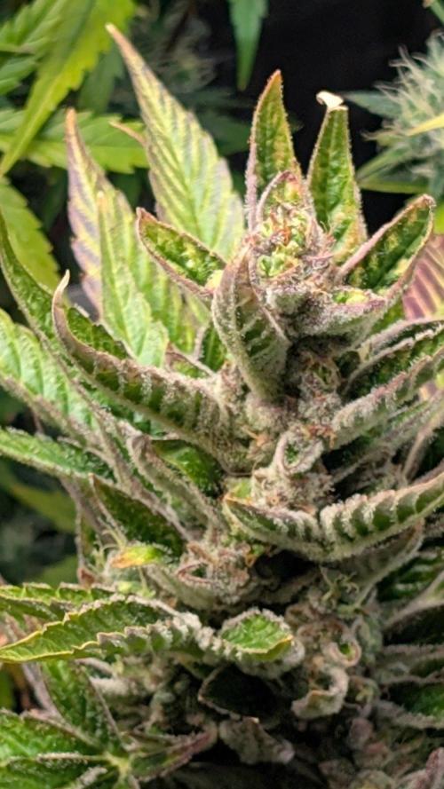 Auto Super Skunk - Sensible Seeds. Week 11 - Day 71