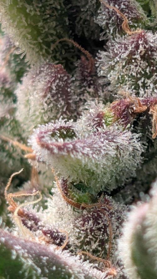Auto Super Skunk - Sensible Seeds. Week 11 - Day 71