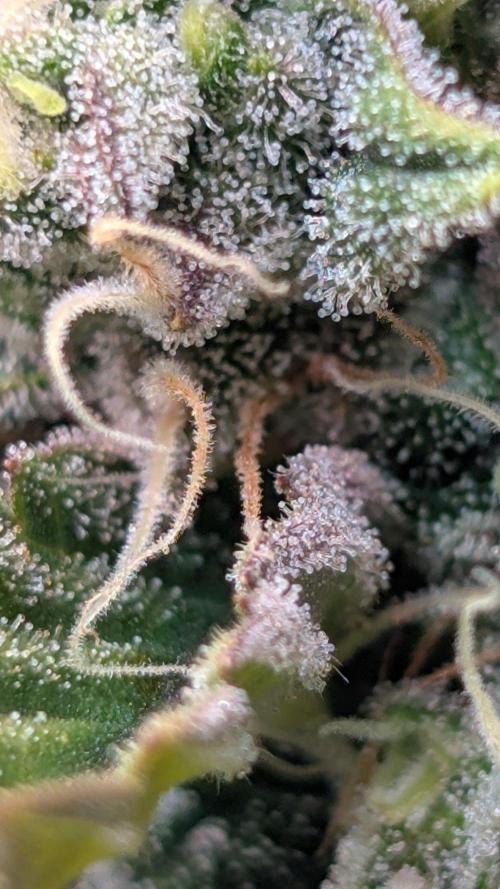 Crystal Candy XL Auto - Sweet Seeds. Week 10 - Day 64