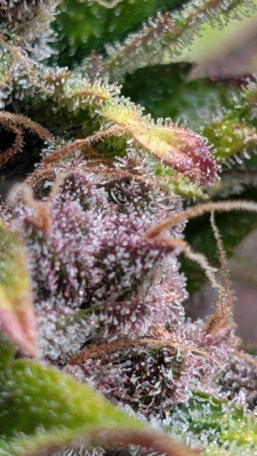 Diablo Rojo XL Auto - Sweet Seeds. Week 10 - Day 64