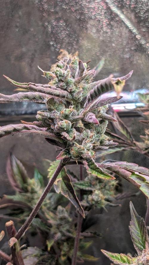 Papaya Cookies Auto Fast Buds. Week 10 - Day 64