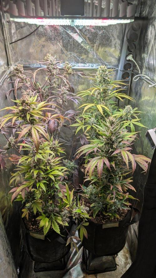 Papaya Cookies Auto Fast Buds. Week 10 - Day 64 