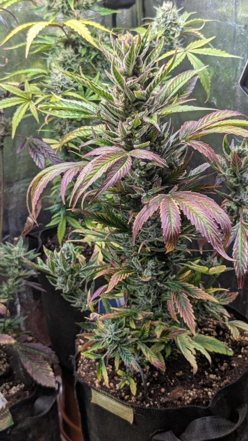 Auto Super Skunk - Sensible Seeds. Week 11 - Day 71