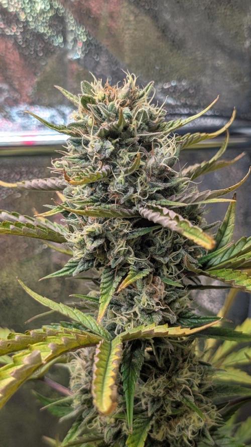 Crystal Candy XL Auto - Sweet Seeds. Week 10 - Day 64 