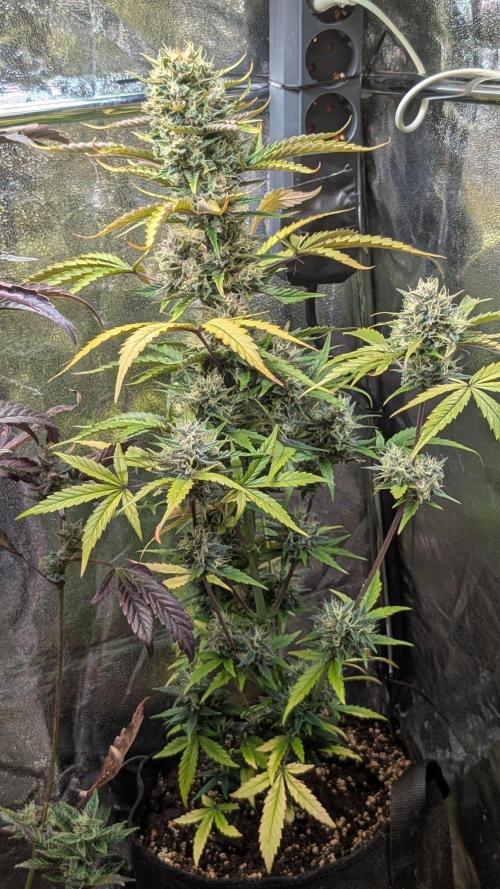 Crystal Candy XL Auto - Sweet Seeds. Week 10 - Day 64
