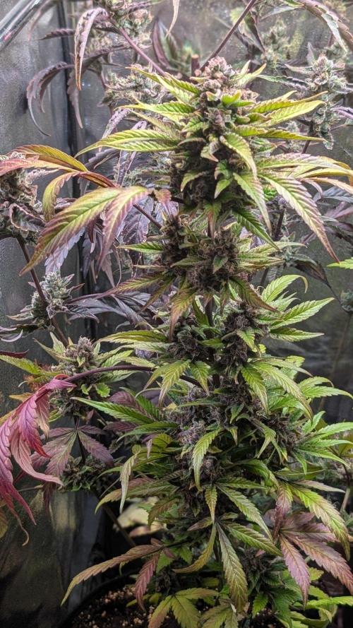 Diablo Rojo XL Auto - Sweet Seeds. Week 10 - Day 64 