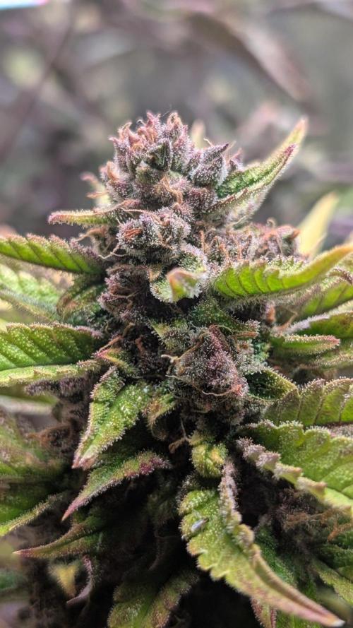 Diablo Rojo XL Auto - Sweet Seeds. Week 10 - Day 64 