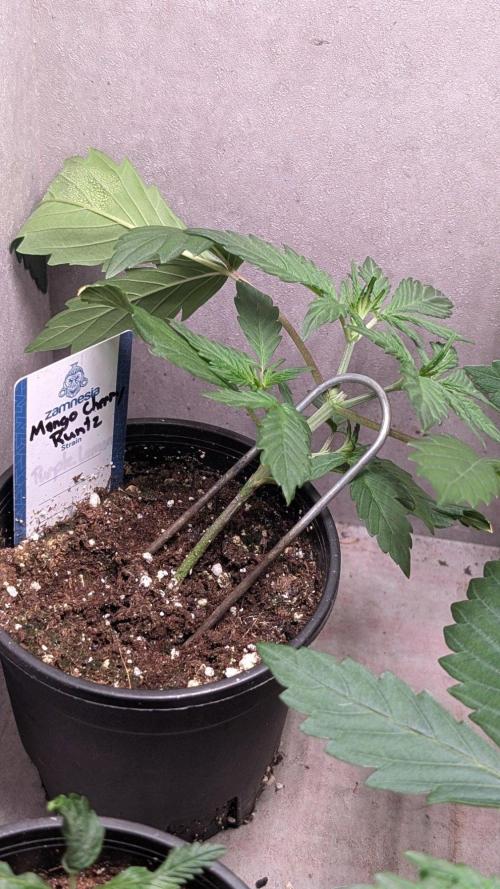 Mango Cherry Runtz. Week 3 - Day 20