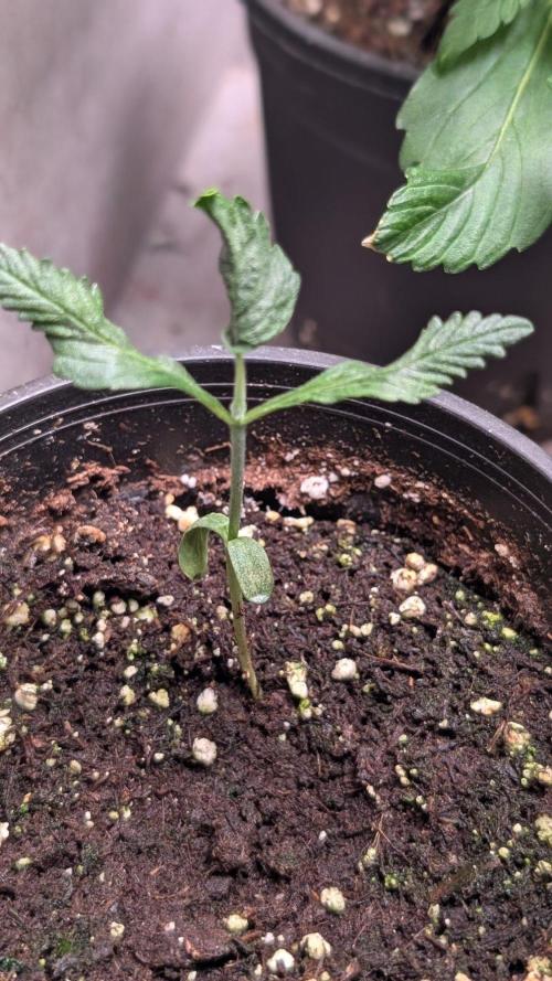 Purple OG Punch. Week 3 - Day 16