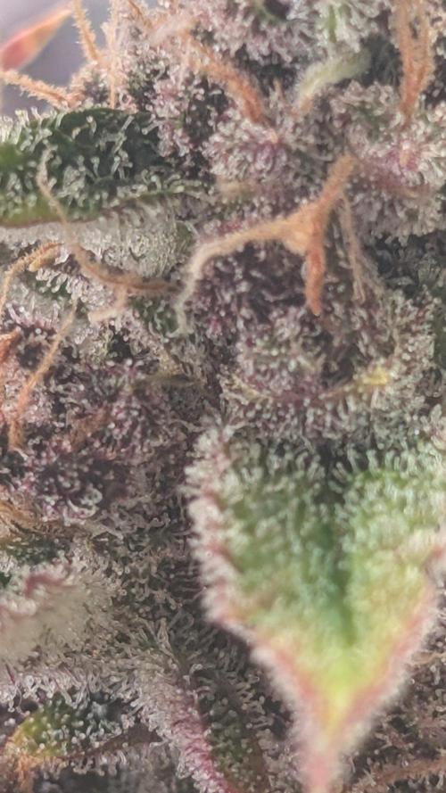 Diablo Rojo XL Auto - Sweet Seeds. Week 10 - Day 66