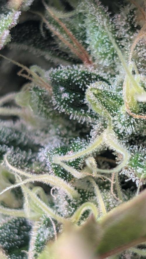 Crystal Candy XL Auto - Sweet Seeds. Week 10 - Day 66