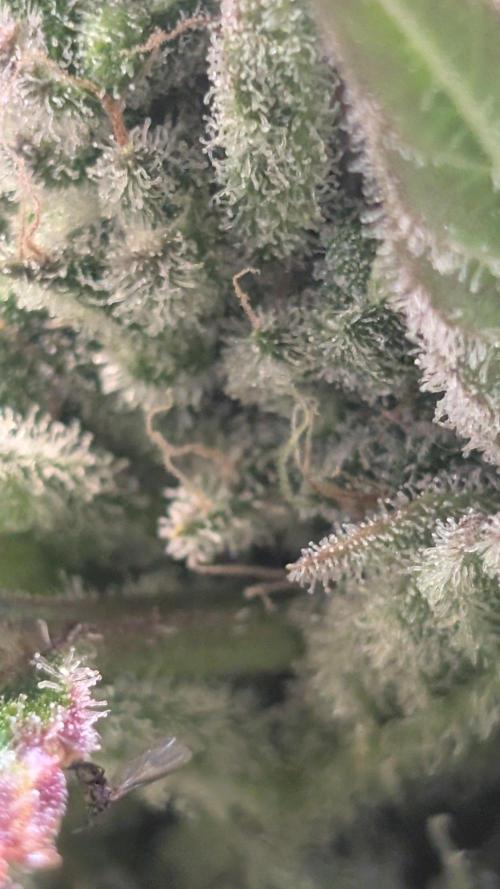 Auto Super Skunk - Sensible Seeds. Week 11 - Day 73
