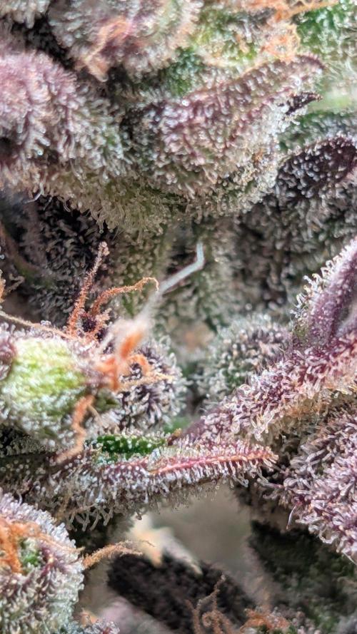 Papaya Cookies Auto Fast Buds. Week 10 - Day 66