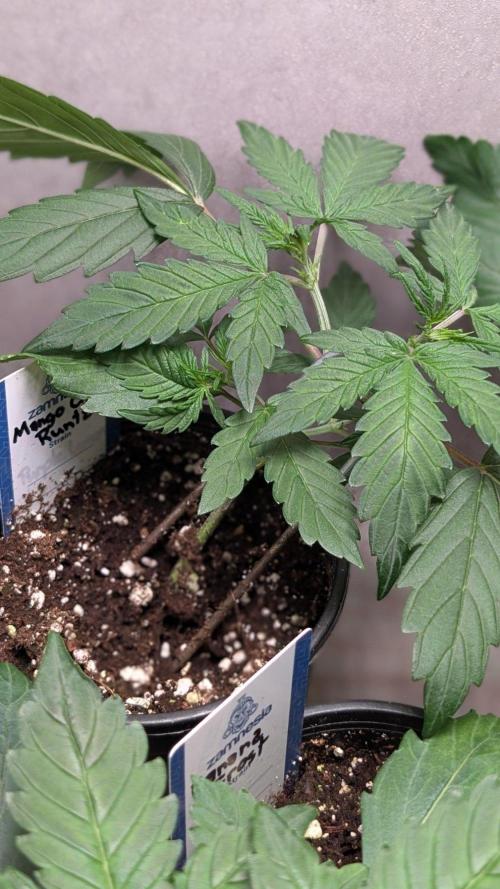 Mango Cherry Runtz. Week 3 - Day 21