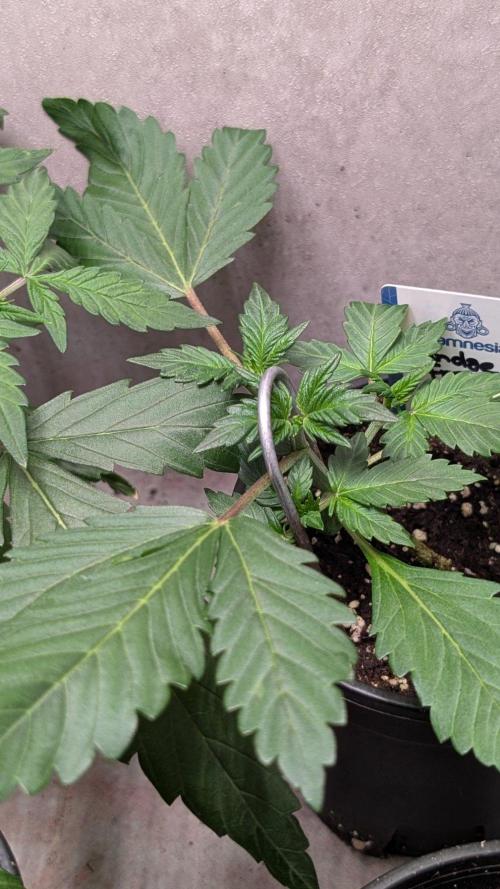 Sundae Frost. Week 3 - Day 21