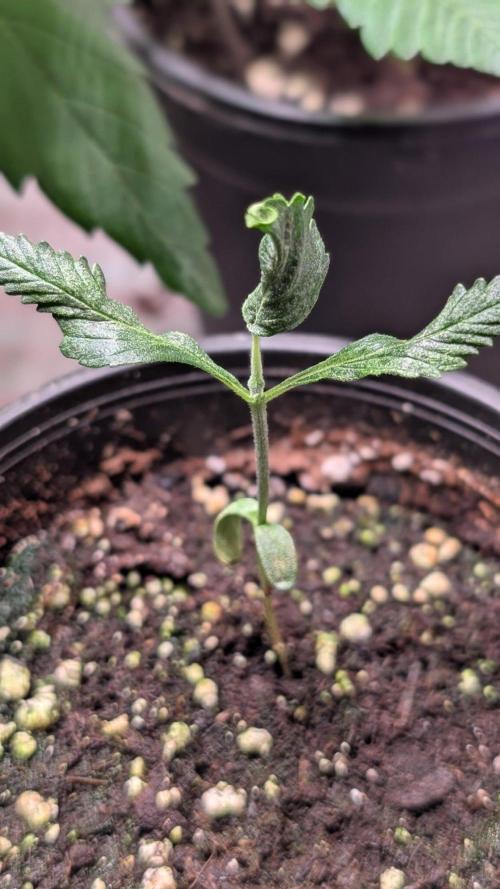 Purple OG Punch. Week 3 - Day 17