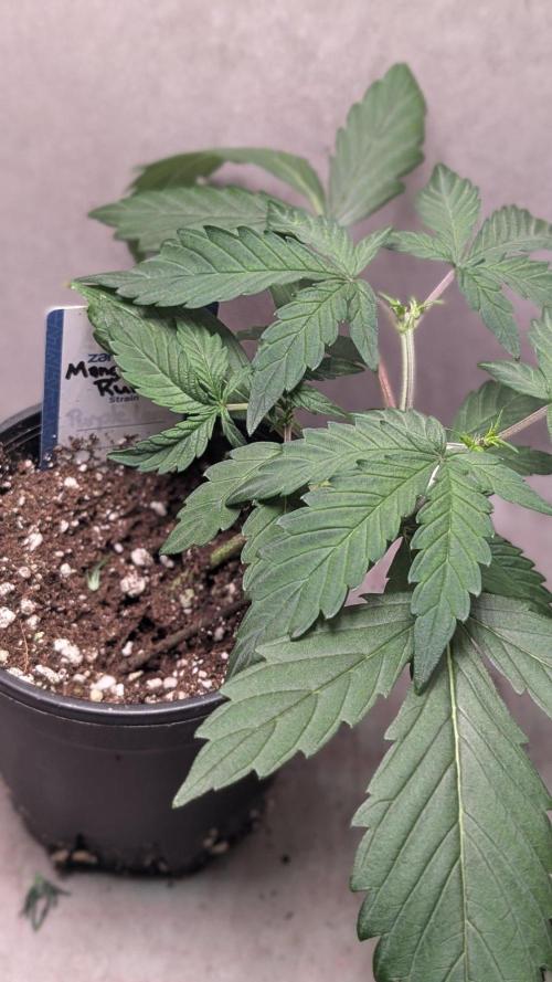 Mango Cherry Runtz. Week 4 - Day 22