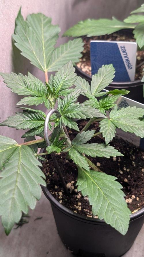 Sundae Frost. Week 4 - Day 22