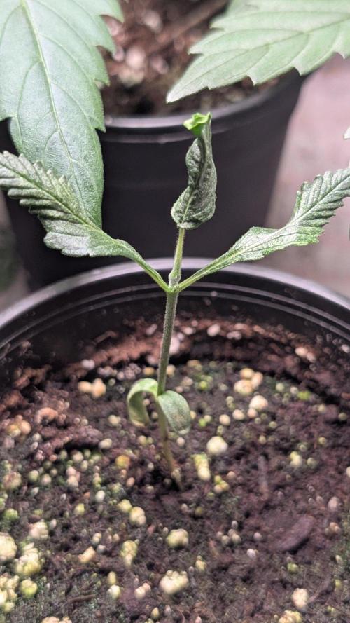 Purple OG Punch. Week 3 - Day 18