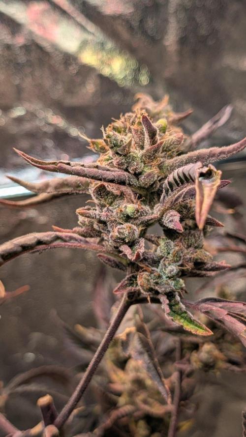 Papaya Cookies Auto Fast Buds. Week 10 - Day 67