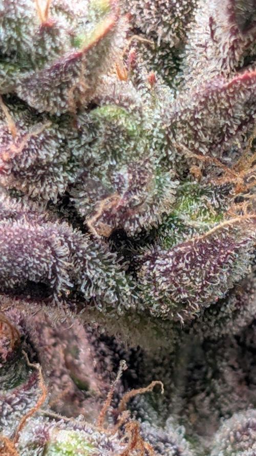Papaya Cookies Auto Fast Buds. Week 10 - Day 67