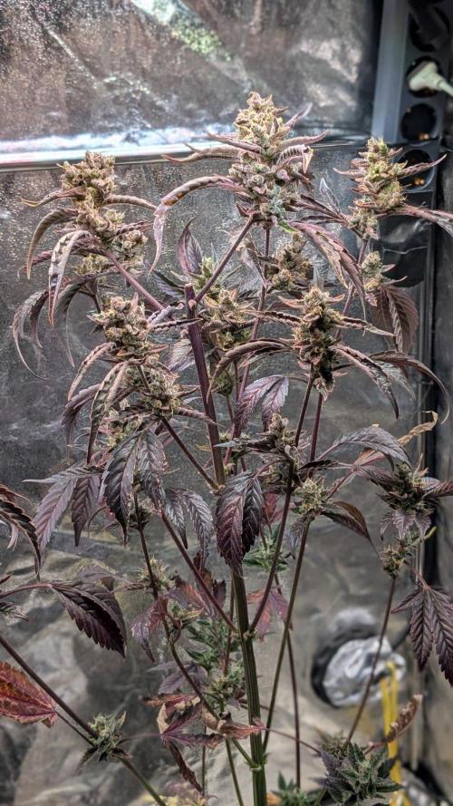 Papaya Cookies Auto Fast Buds. Week 10 - Day 67