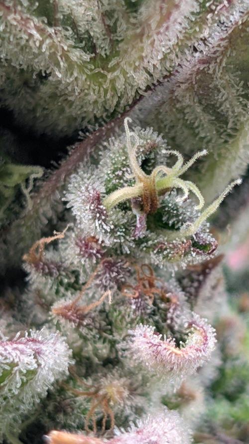 Auto Super Skunk - Sensible Seeds. Week 11 - Day 74