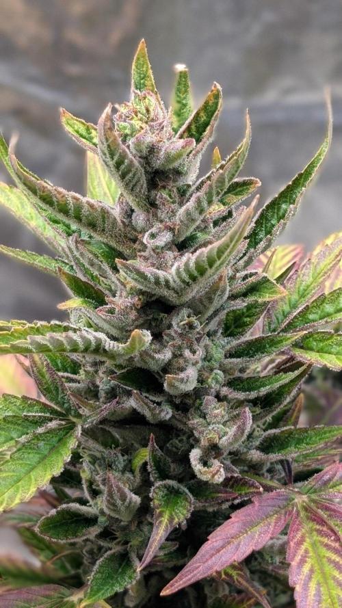 Auto Super Skunk - Sensible Seeds. Week 11 - Day 74