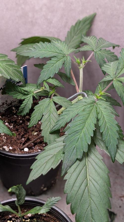 Mango Cherry Runtz. Week 4 - Day 23