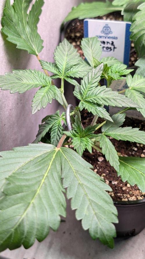 Sundae Frost. Week 4 - Day 23
