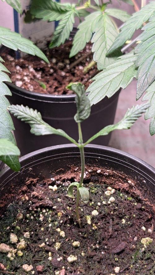 Purple OG Punch. Week 3 - Day 19