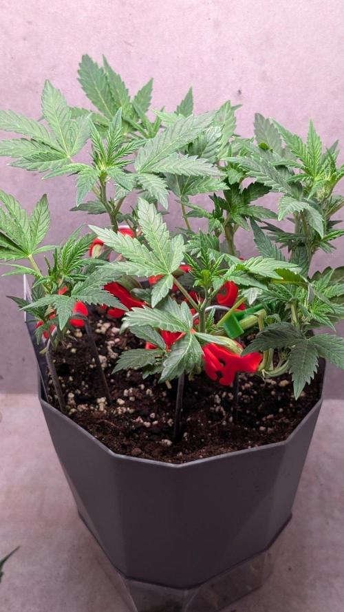 Sundae Frost. Week 6 - Day 36