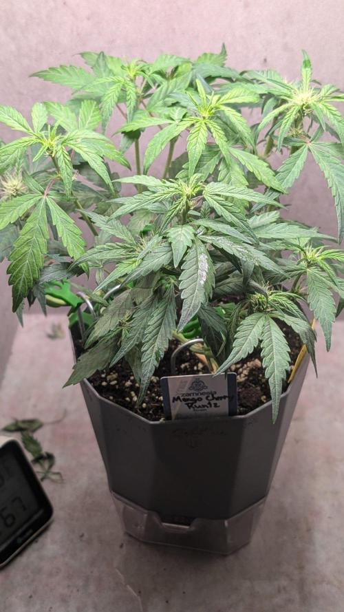 Mango Cherry Runtz. Week 6 - Day 38