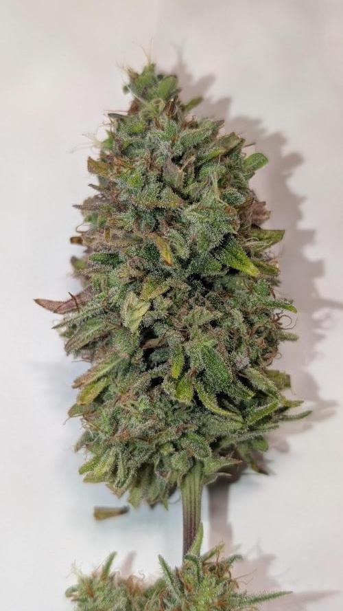 Permanent Jealousy XL Auto Sweet Seeds. Week 11 - Day 74