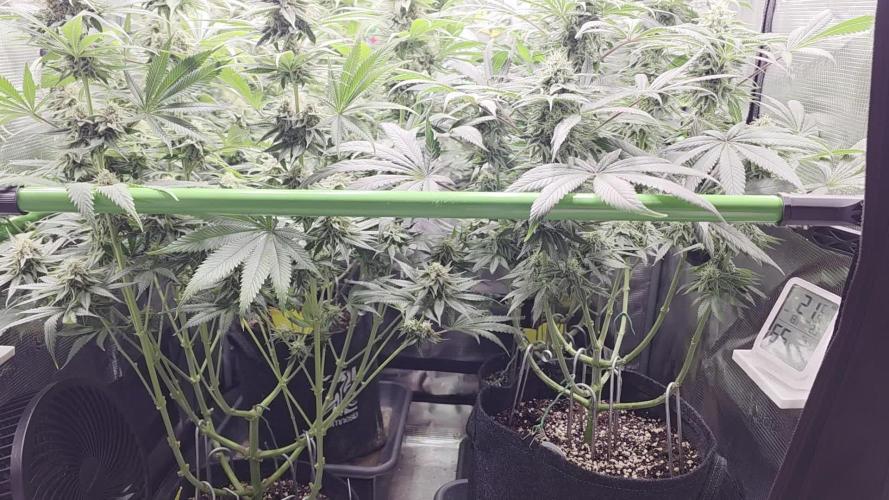 💘🍦 Pink Gelato