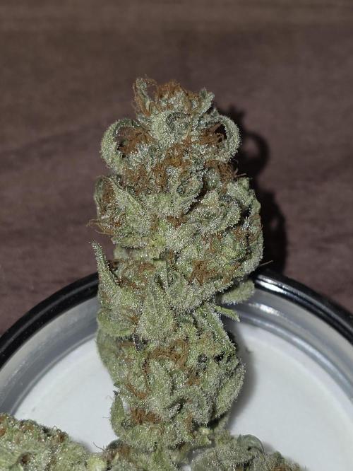 💘🍦 Pink Gelato. Week 14