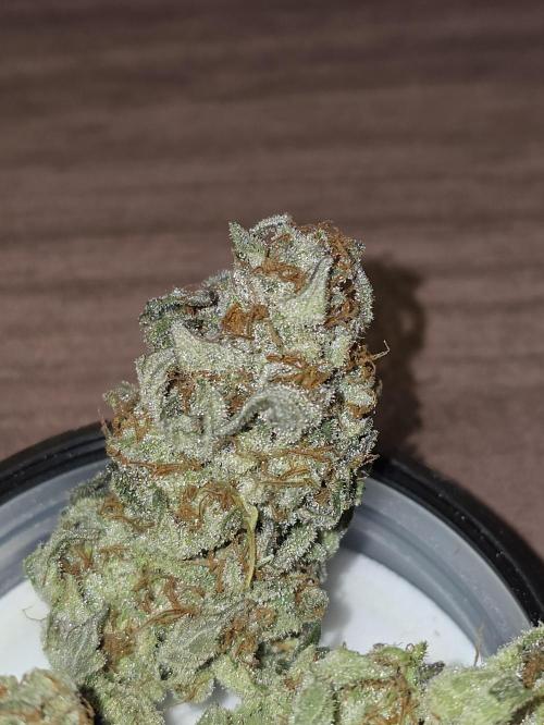 💘🍦 Pink Gelato. Week 14