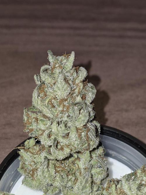 💘🍦 Pink Gelato. Week 14