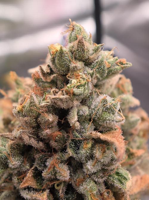 🍦🐰 Ice Cream Haze. Week 14