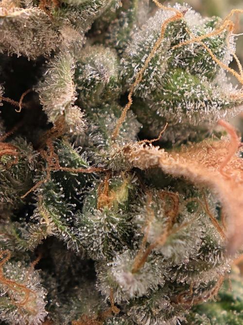 🍦🐰 Ice Cream Haze. Week 14