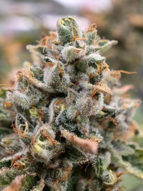 🍦🐰 Ice Cream Haze. Week 14