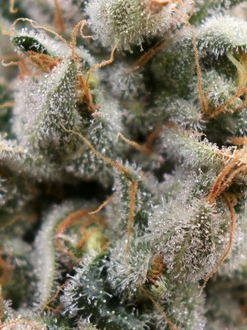 🍦🐰 Ice Cream Haze. Week 14