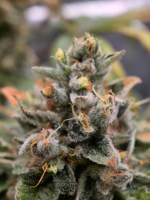 🍦🐰 Ice Cream Haze. Week 14