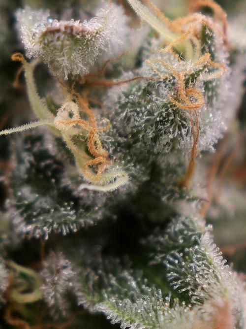 🍦🐰 Ice Cream Haze. Week 14