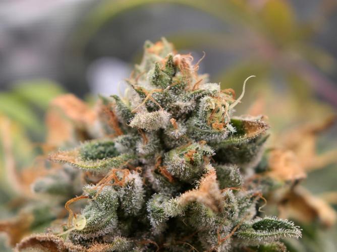 🍦🐰 Ice Cream Haze. Week 14