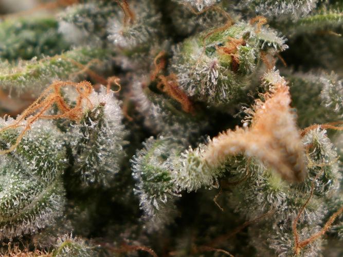 🍦🐰 Ice Cream Haze. Week 14