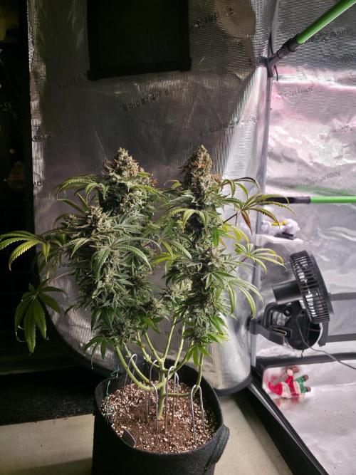 🍦🐰 Ice Cream Haze. Week 15