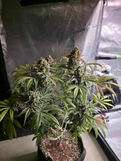 🍦🐰 Ice Cream Haze. Week 15