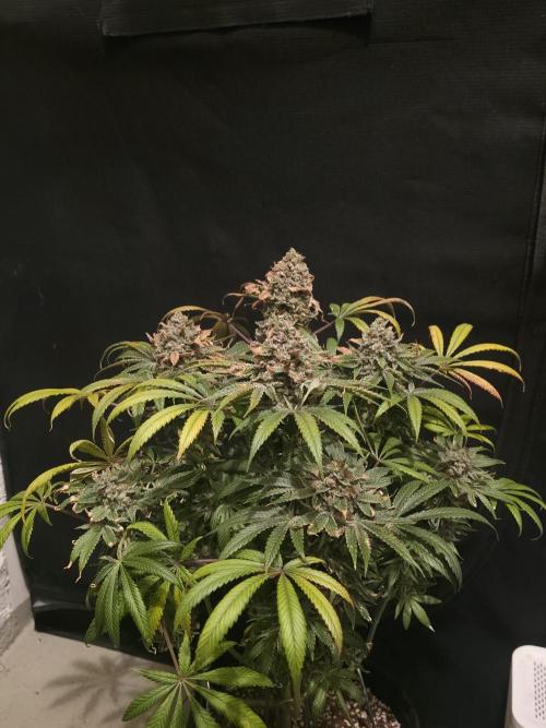 🍦🐰 Ice Cream Haze. Week 15