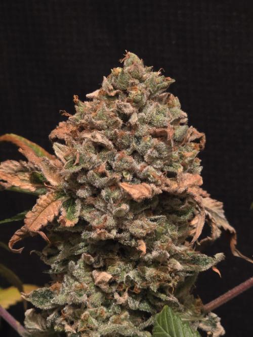 🍦🐰 Ice Cream Haze. Week 15